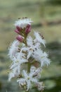 Bogbean Menyanthes trifoliata, close-up of white flowers and pink buds Royalty Free Stock Photo
